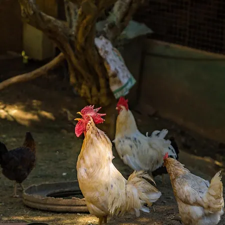 Herberg Gullu Konaklari