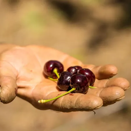 Gullu Konaklari Han/Misafirhane 3*